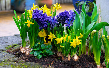 Blooming muscari hyacinths and narcissus in the spring garden