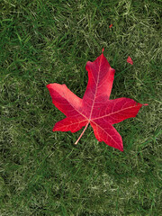Natural Autumn leaf in green grass background during Autumn fall, Red Pink