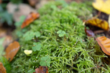 Herbst in Erlangen