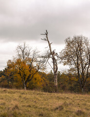 Fototapeta premium Herbst in Erlangen
