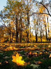 A golden maple leaf lies on the grass, with autumn trees standing in the background.