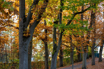 Obraz premium Herbst in Erlangen