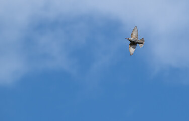 Common starling in flight against a blue sky with clouds.