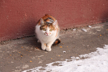 Scared tortoiseshell cat outdoors in winter