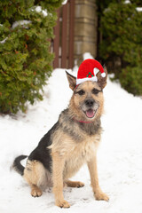 Red tan dog wearing a Christmas hat in winter