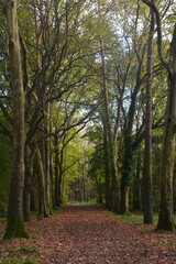 Fototapeta premium Allée forestière