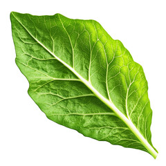 Fresh Green Leaf Isolated on Transparency Background Vibrant Green Foliage Lush Botanical Detail Natural Plant Element Healthy Eating Organic Food Spring Season Nature Photography Close-up Macro View