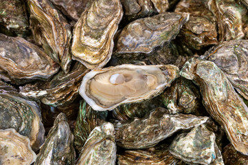 Fresh live different sizes oysters in market hall ready to be eaten for lunch from oyster-farming village, Arcachon bay, Gujan-Mestras, Bordeaux, France