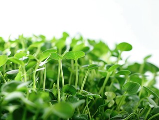 A close-up of fresh green vegetable sprouts growing on a bed of soil, emphasizing healthy and natural produce.