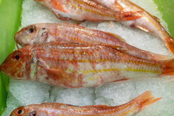 Assortment of fresh daily catch of fish on ice on fish market in Brittany, France, English translation: differens French names of fish, red snapper