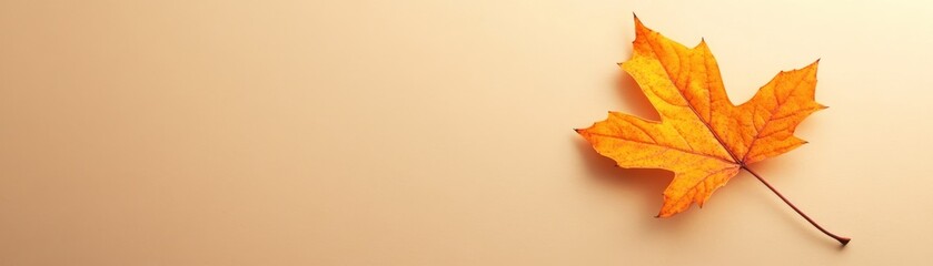 Single Orange Maple Leaf on Beige Background