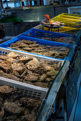 Fresh live different sizes oysters in market hall ready to be eaten for lunch from oyster-farming village, Arcachon bay, Gujan-Mestras, Bordeaux, France