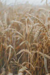 Fototapeta premium Field of harvested grain at dawn with misty atmosphere.