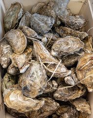 Fresh live different sizes oysters Gillardeau in market hall ready to be eaten for lunch from oyster-farming village, Arcachon bay, Gujan-Mestras, Bordeaux, France