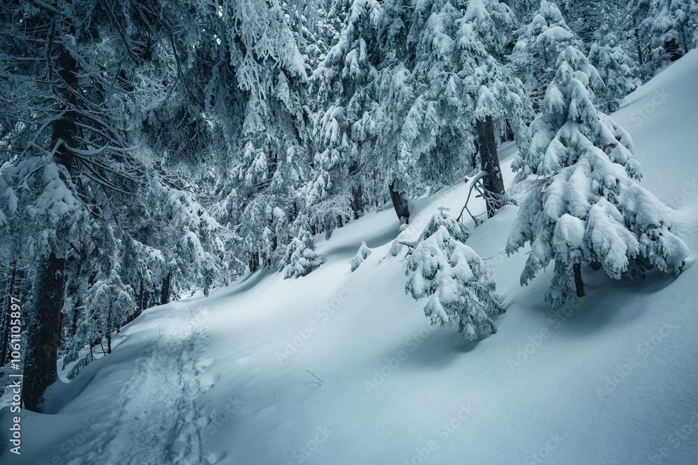 Aufkleber tranquil winter scene of a coniferous forest with frosted christmas trees on a gloomy foggy day. pho