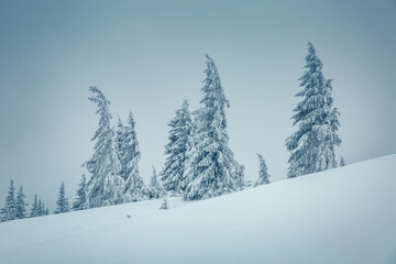 Fototapeta premium Atmospheric foggy landscape with snowy fir trees on a frosty day. Christmas holidays concept.