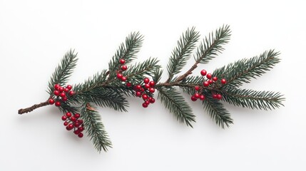Evergreen Branch with Clusters of Red Berries on a White Background
