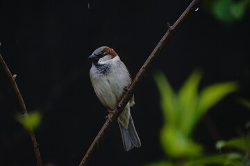 Wood Sparrow Sitting