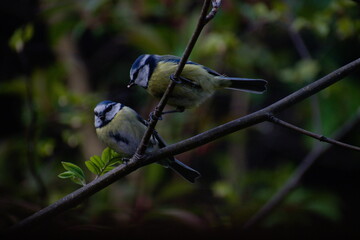 Pair of Bluetits on Branch
