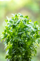 Fresh basil plant in pot