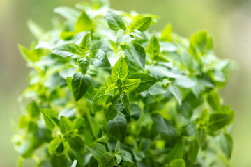 Fresh basil plant in pot