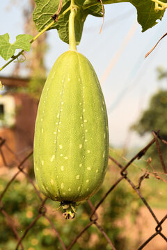 Fruit of sponge gourd ( Luffa
aegyptiaca) family Cucurbitaceae,also known as Loofah, Luffa, Dishcloth gourd, Angled gourd.Gilki and Turai is the most common name of sponge gourd in India