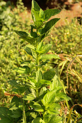 green leaves of a plant