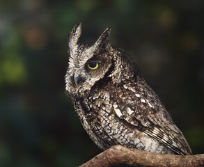 Obraz premium Tropical Screech Owl (Megascops choliba) - nocturnal bird of prey