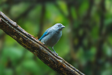 Sayaca Tanager bird (Thraupis sayaca)
