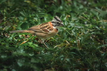 Rufous-collared Sparrow bird (Zonotrichia capensis)