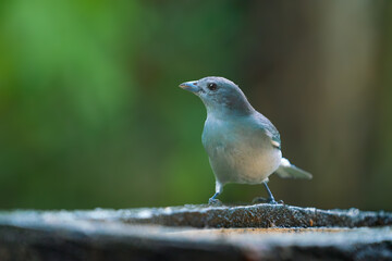 Sayaca Tanager bird (Thraupis sayaca)