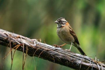 Rufous-collared Sparrow bird (Zonotrichia capensis)