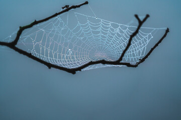 Spider Web covered in water droplets