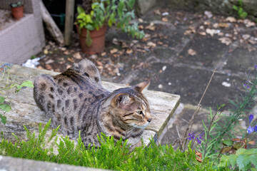 Tabby cat  in a garden in summer, close up