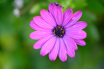 Obraz premium Marguerite mauve 