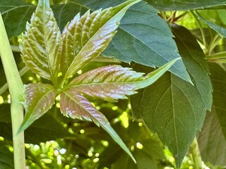 close-up of green leaves on a branch in a garden on a sunny summer day in the countryside
