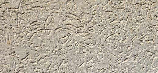 texture bark beetle white color for background