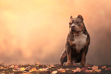 A dog of the American bully breed. 