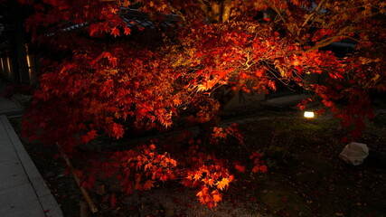 永源寺の紅葉ライトアップ