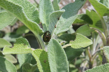 Harlequin ladybug on aromatic plant