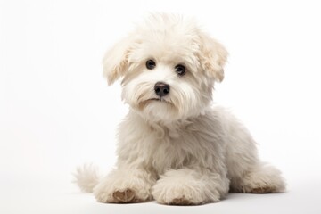 Obraz premium Small white fluffy puppy with brown eyes, looking calm and adorable.