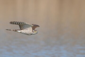 水面スレスレを悠然と飛ぶオオタカ幼鳥