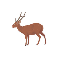 Vector illustration of deer in cartoon flat style. Male or female deer wild life animal isolated in white background. Cute different poses deer with long horns for logo, icon, infographic, symbol