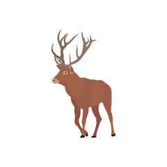 Vector illustration of deer in cartoon flat style. Male or female deer wild life animal isolated in white background. Cute different poses deer with long horns for logo, icon, infographic, symbol