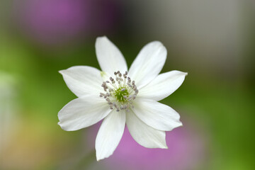 エリオカピテラ・リウラリス