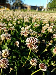 White clover flowering,Trifolium repens flowers closeup