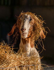portrait of a female Boer goat at the straw feeder
