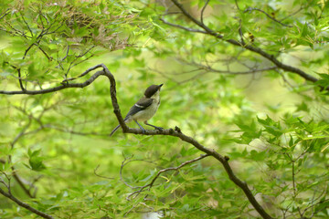 シジュウカラ