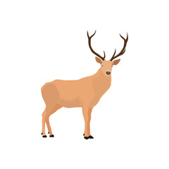 Vector illustration of deer in cartoon flat style. Male or female deer wild life animal isolated in white background. Cute different poses deer with long horns for logo, icon, infographic, symbol