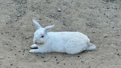 white rabbit on the beach